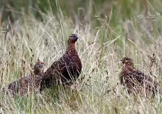 Red Grouse2