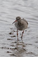 Redshank