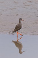 Redshank