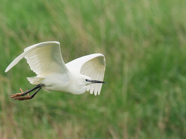 Connah's Quay Nature Reserve 2025 Deeside Naturalists' Society. Membership required before visiting site.