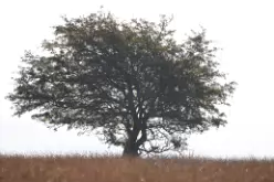 landscape_14