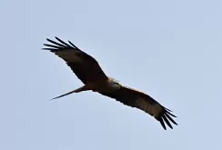 Red kite