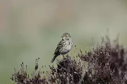 Meadow Pipit