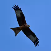 Red kite