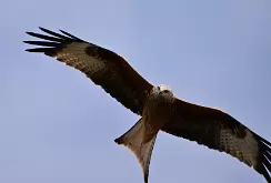 Red kite