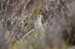 Skylark