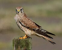 Kestrel