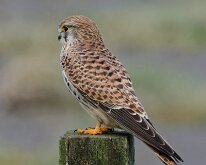 Kestrel