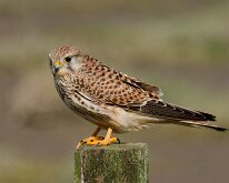 Kestrel