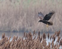 Marsh Harrier