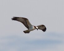 Osprey - flying overhead