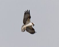 Osprey - flying overhead