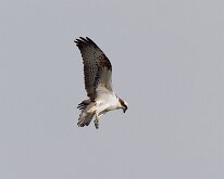 Osprey - flying overhead