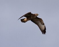 Common Buzzard