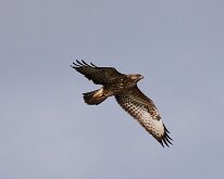 Common Buzzard