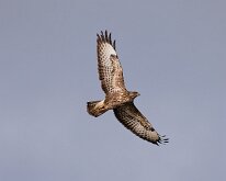 Common Buzzard