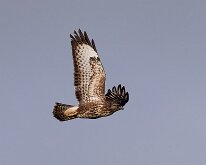 Common Buzzard