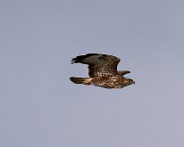 Common Buzzard