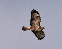 Common Buzzard