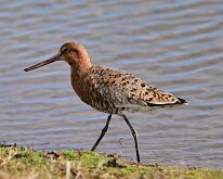 Black-tailed godwit