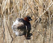 Little Grebe