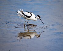 Avocet