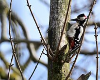 Great spotted woodpecker