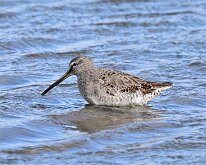 Long-billed dowitcher