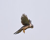 Kestrel