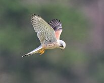 Kestrel