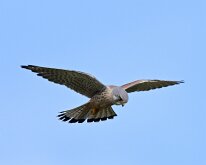 Kestrel