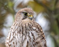 kestrel