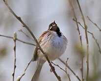 Reed Bunting