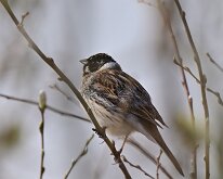 Reed Bunting