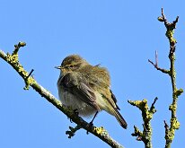 Chiffchaff