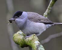 Blackcap