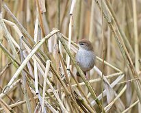 Cetti's warbler