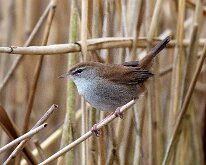 Cetti's warbler