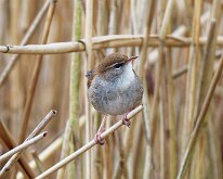 Cetti's warbler