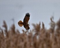 Marsh Harrier