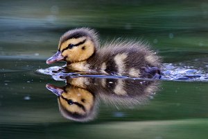 Mallard Duckling