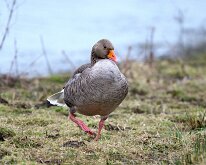 Greylag goose