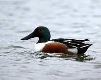 Shoveler