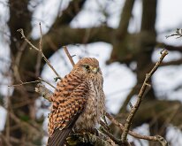 Kestrel