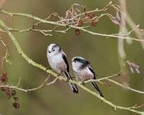 Long-tailed Tit