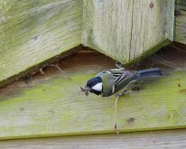 Great Tit