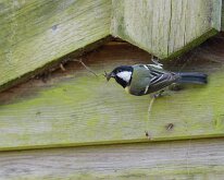 Great Tit