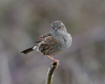 Dunnock