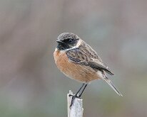 Stonechat