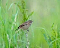 Stonechat